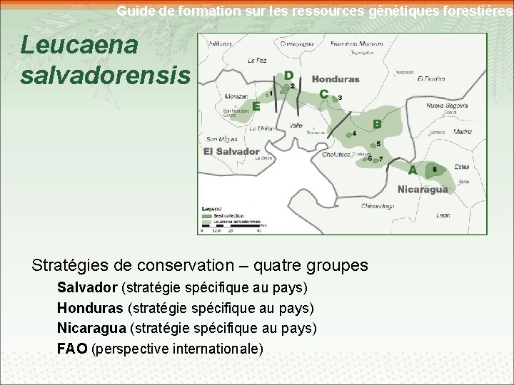 Guide de formation sur les ressources génétiques forestières Leucaena salvadorensis Stratégies de conservation –