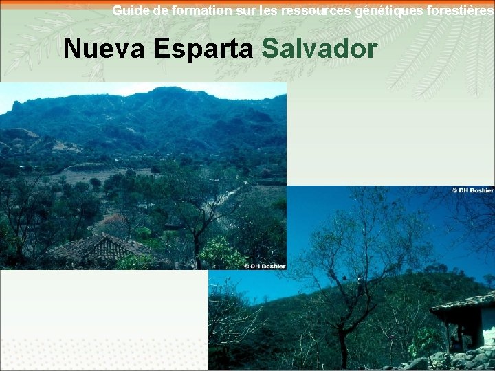 Guide de formation sur les ressources génétiques forestières Nueva Esparta Salvador 