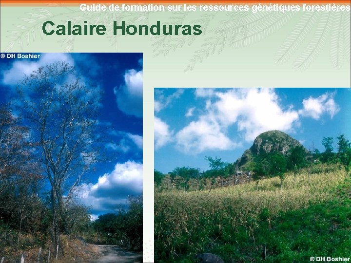Guide de formation sur les ressources génétiques forestières Calaire Honduras 4 