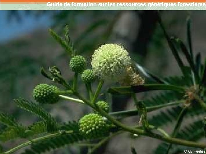 Guide de formation sur les ressources génétiques forestières 6 © CE Hughes 