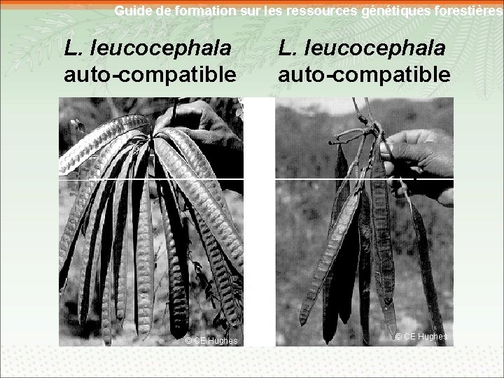 Guide de formation sur les ressources génétiques forestières L. leucocephala auto-compatible © CE Hughes