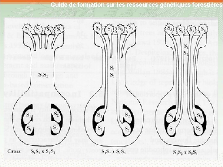 Guide de formation sur les ressources génétiques forestières 