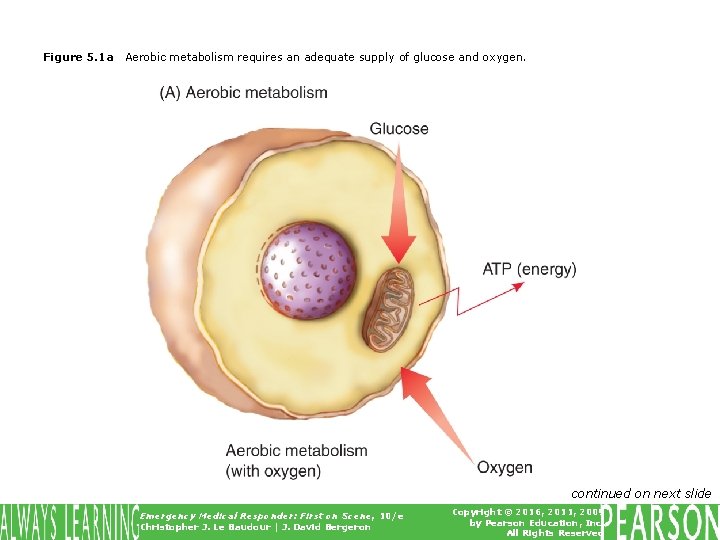 Figure 5. 1 a Aerobic metabolism requires an adequate supply of glucose and oxygen.