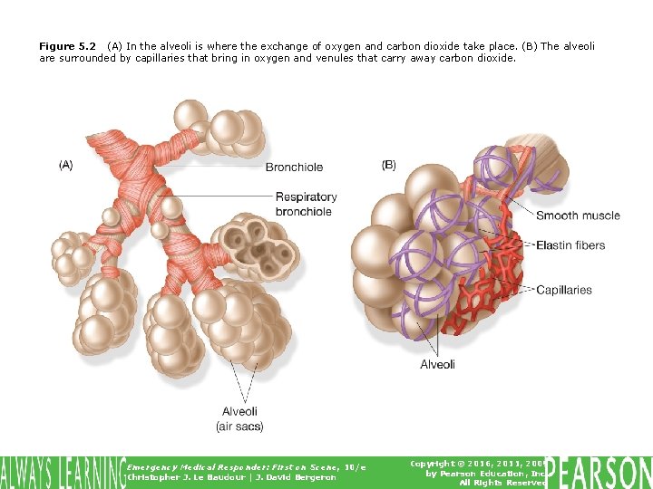 Figure 5. 2 (A) In the alveoli is where the exchange of oxygen and