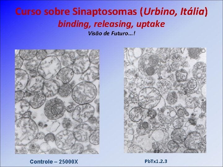 Curso sobre Sinaptosomas (Urbino, Itália) binding, releasing, uptake Visão de Futuro. . . !