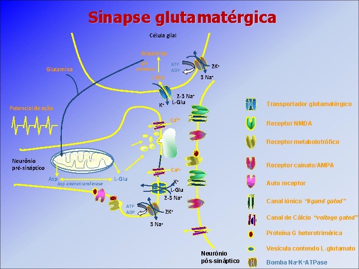 Sinapse glutamatérgica Célula glial Glutamina gln sintetase Glutamina ATP ADP L-Glu 3 Na+ K+