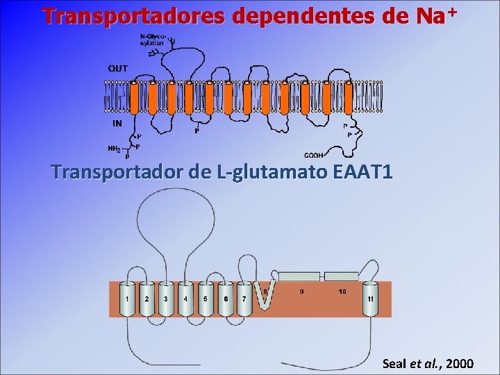 Transportadores dependentes de Na+ Transportador de L-glutamato EAAT 1 Seal et al. , 2000