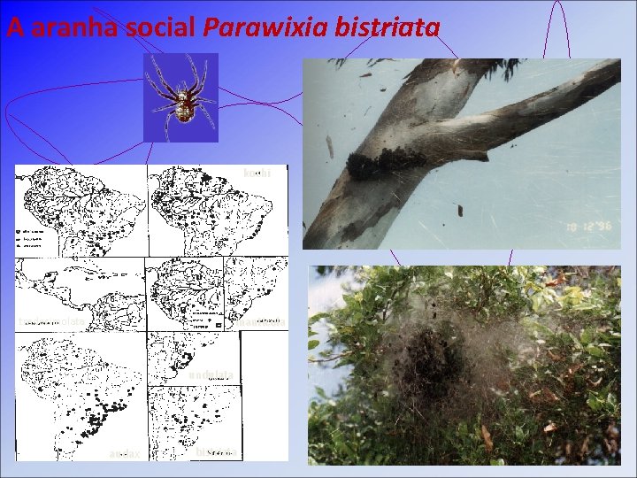 A aranha social Parawixia bistriata kochi tredecimolata manticola undulata audax bistriata 
