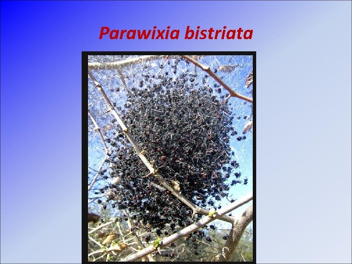 Parawixia bistriata 