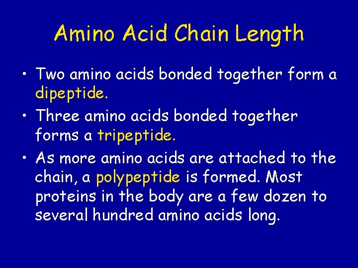 Amino Acid Chain Length • Two amino acids bonded together form a dipeptide. •