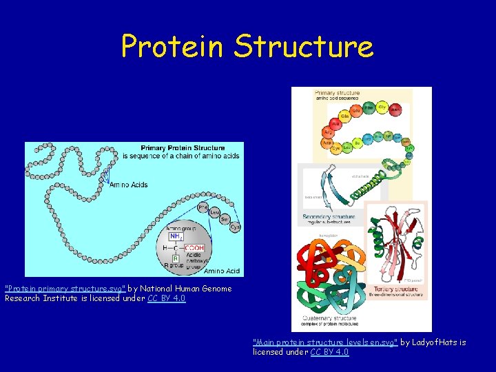 Protein Structure "Protein primary structure. svg" by National Human Genome Research Institute is licensed