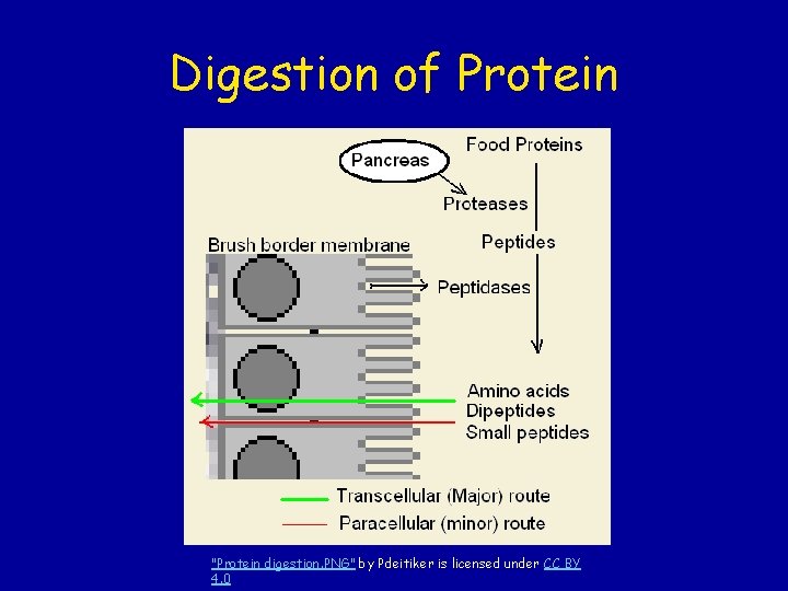 Digestion of Protein "Protein digestion. PNG" by Pdeitiker is licensed under CC BY 4.