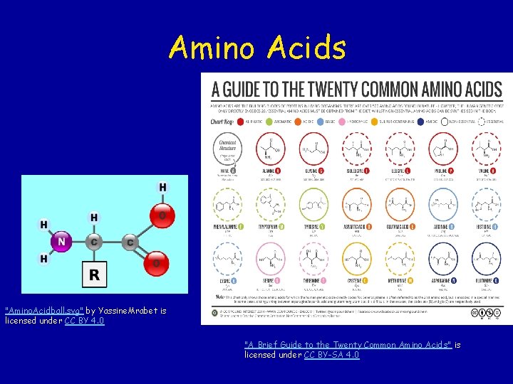 Amino Acids "Amino. Acidball. svg" by Yassine. Mrabet is licensed under CC BY 4.