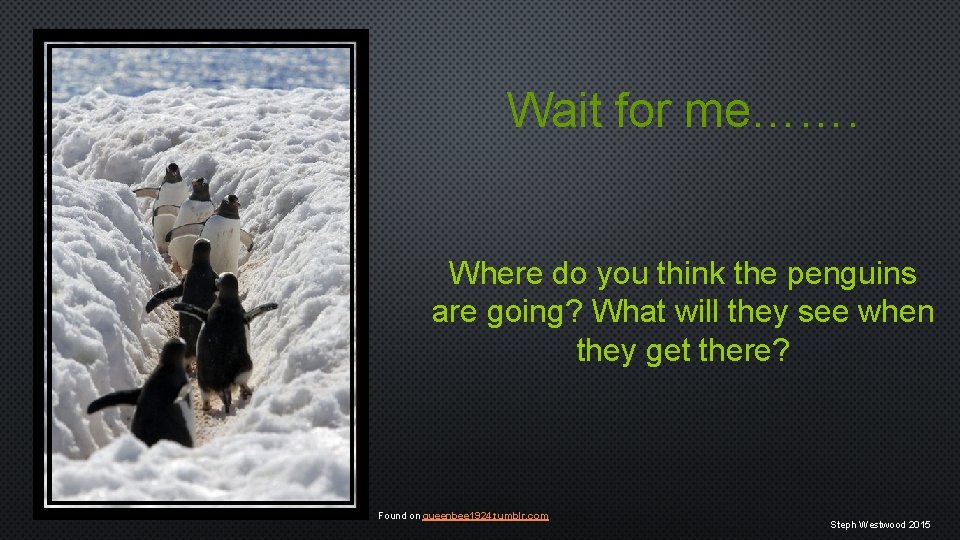 Wait for me……. Where do you think the penguins are going? What will they