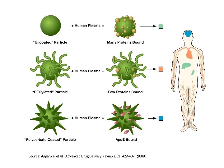 Source: Aggarwal et al. , Advanced Drug Delivery Reviews, 61, 428 -437, (2009) 