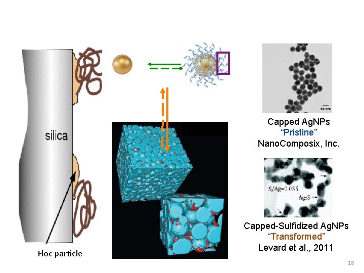 Capped Ag. NPs “Pristine” Nano. Composix, Inc. Floc particle Capped-Sulfidized Ag. NPs “Transformed” Levard