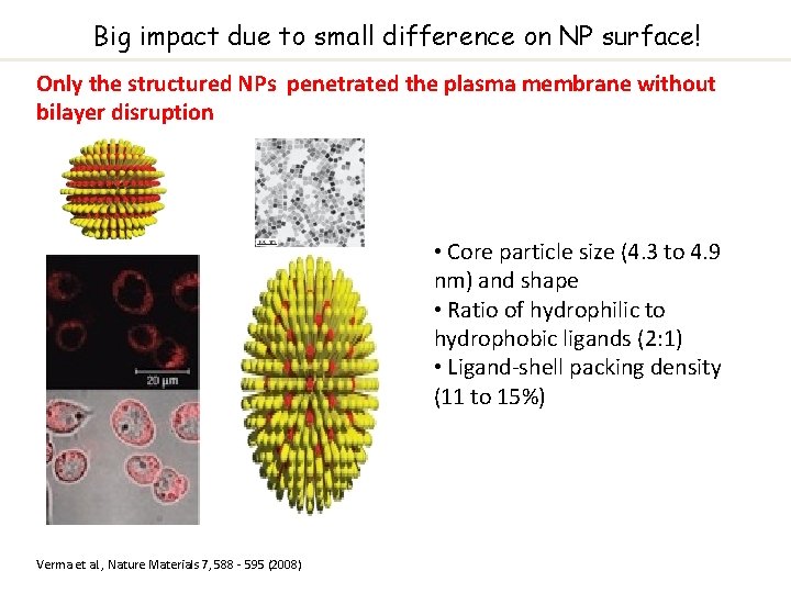 Big impact due to small difference on NP surface! Only the structured NPs penetrated