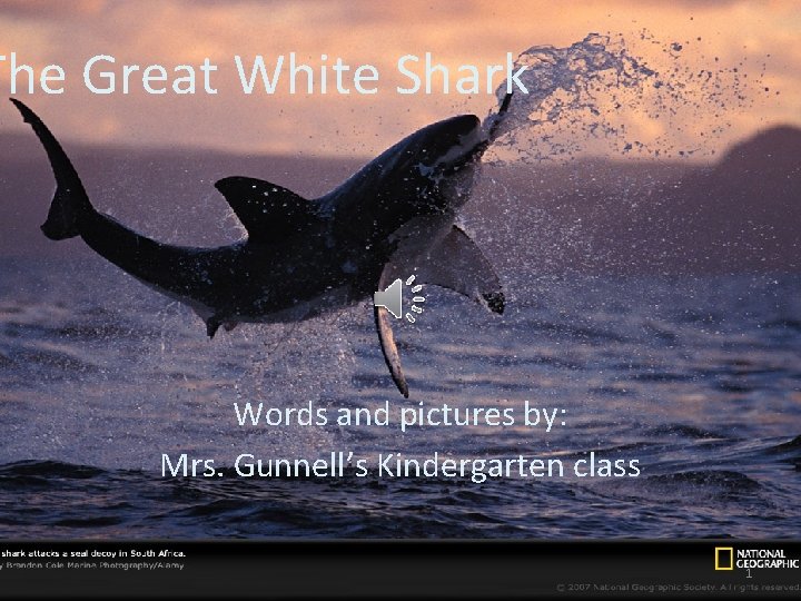 The Great White Shark Words and pictures by: Mrs. Gunnell’s Kindergarten class 1 