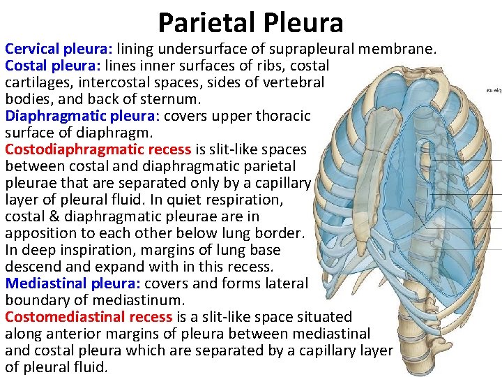 Parietal Pleura Cervical pleura: lining undersurface of suprapleural membrane. Costal pleura: lines inner surfaces