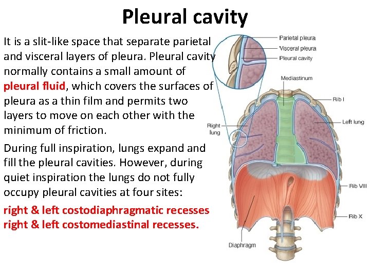 Pleural cavity It is a slit-like space that separate parietal and visceral layers of