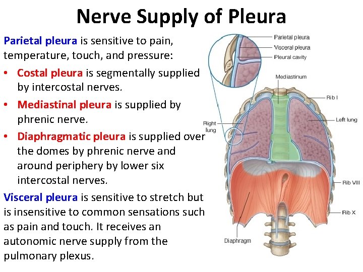 Nerve Supply of Pleura Parietal pleura is sensitive to pain, temperature, touch, and pressure: