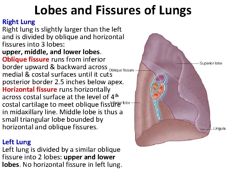 Lobes and Fissures of Lungs Right Lung Right lung is slightly larger than the