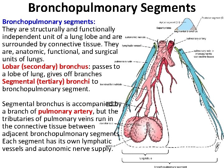 Bronchopulmonary Segments Bronchopulmonary segments: They are structurally and functionally independent unit of a lung