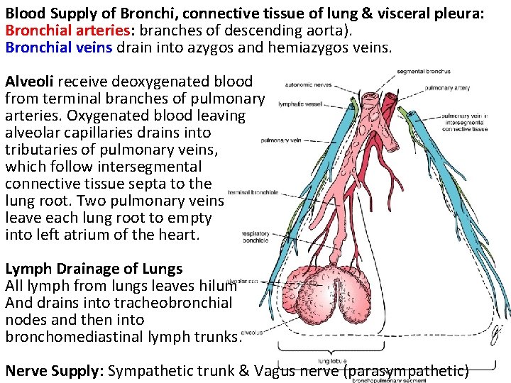 Blood Supply of Bronchi, connective tissue of lung & visceral pleura: Bronchial arteries: branches