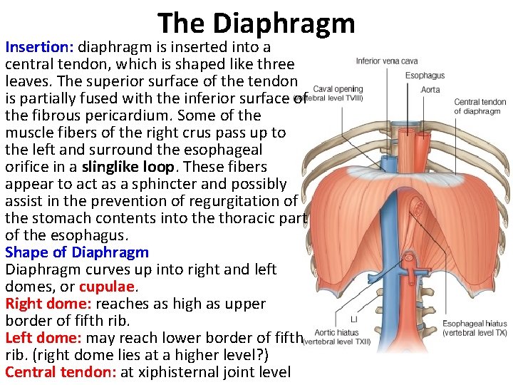 The Diaphragm Insertion: diaphragm is inserted into a central tendon, which is shaped like