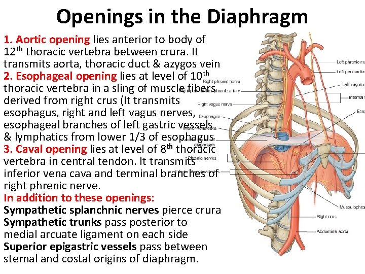 Openings in the Diaphragm 1. Aortic opening lies anterior to body of 12 th