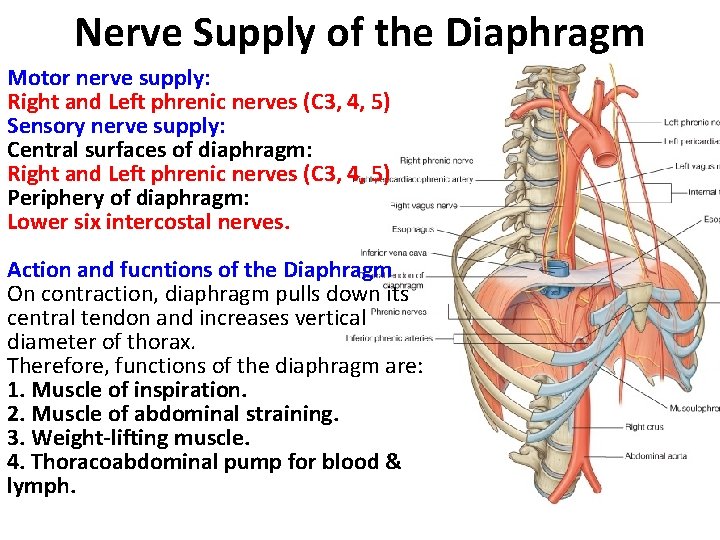Nerve Supply of the Diaphragm Motor nerve supply: Right and Left phrenic nerves (C