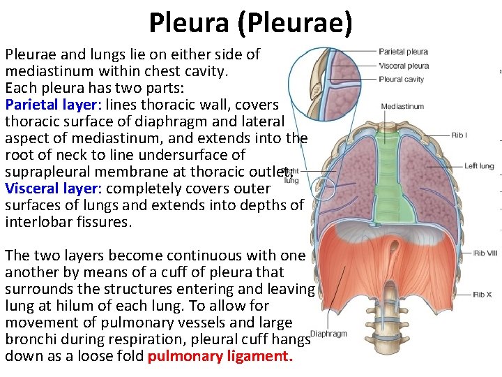 Pleura (Pleurae) Pleurae and lungs lie on either side of mediastinum within chest cavity.