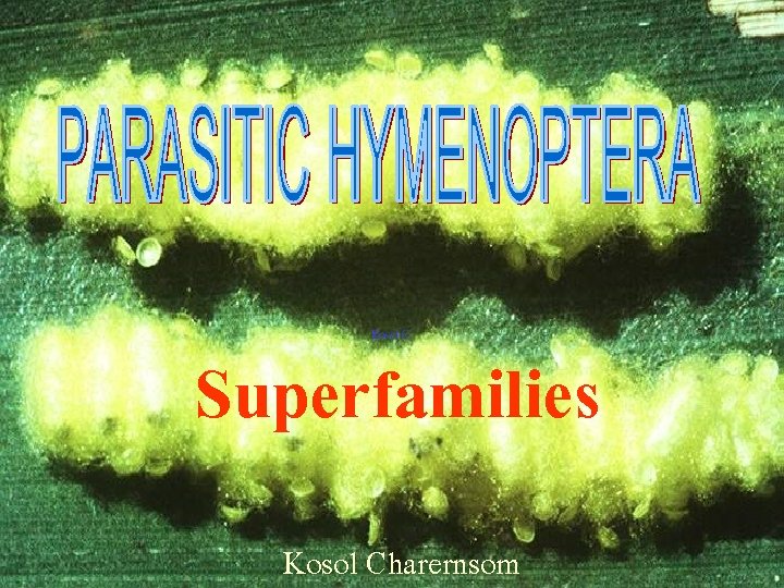 Superfamilies Kosol Charernsom 