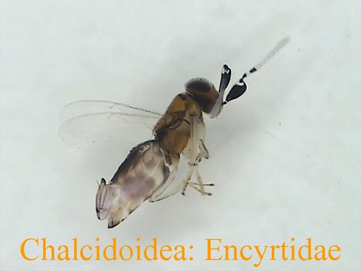 Chalcidoidea: Encyrtidae 