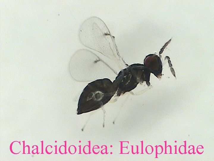 Chalcidoidea: Eulophidae 