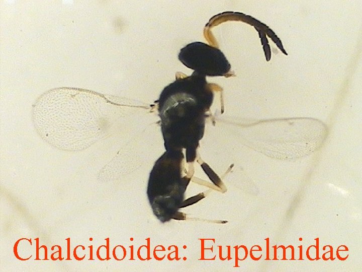 Chalcidoidea: Eupelmidae 