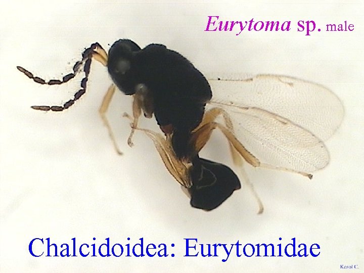 Eurytoma sp. male Chalcidoidea: Eurytomidae 