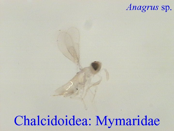 Anagrus sp. Chalcidoidea: Mymaridae 