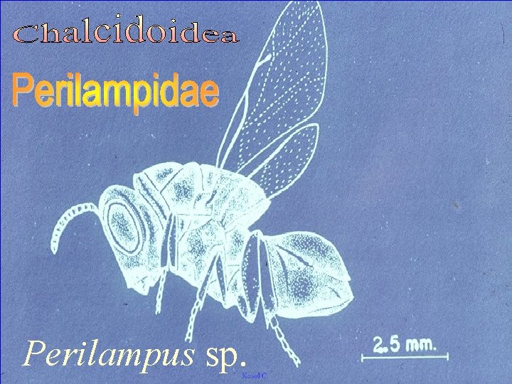 Perilampus sp. 