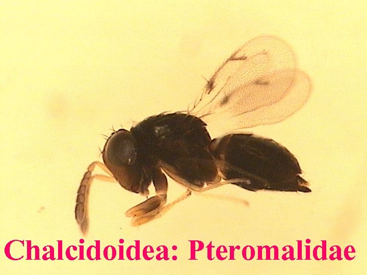 Chalcidoidea: Pteromalidae 