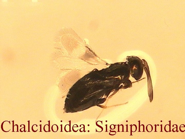 Chalcidoidea: Signiphoridae 