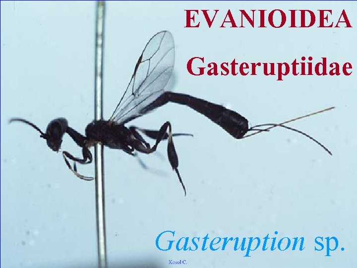 EVANIOIDEA Gasteruptiidae Gasteruption sp. 