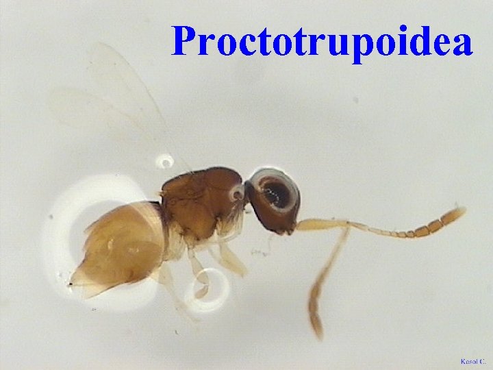 Proctotrupoidea 