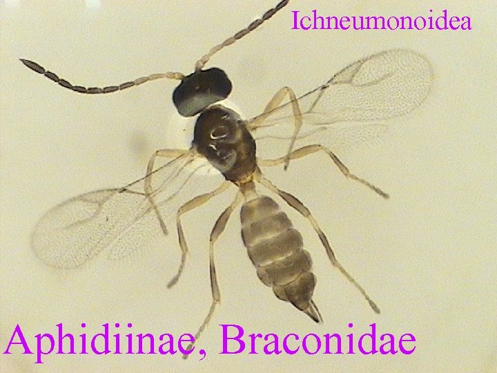 Ichneumonoidea Aphidiinae, Braconidae 