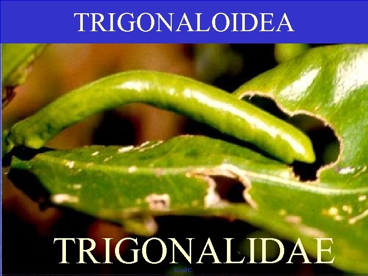 TRIGONALOIDEA TRIGONALIDAE 