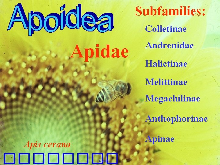 Subfamilies: Apidae Apis cerana ���� Kosol C. Colletinae Andrenidae Halictinae Melittinae Megachilinae Anthophorinae Apinae