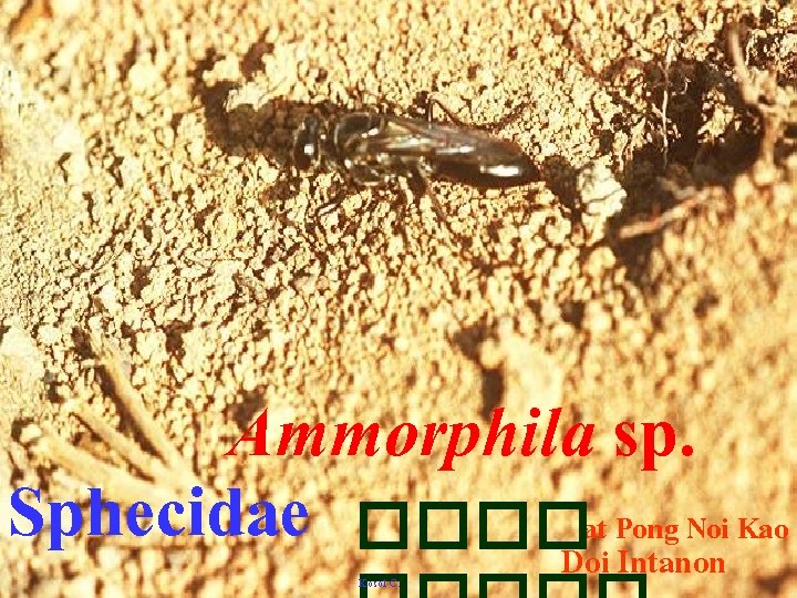 Ammorphila sp. Sphecidae ����Doiat Pong Noi Kao Intanon Kosol C. 