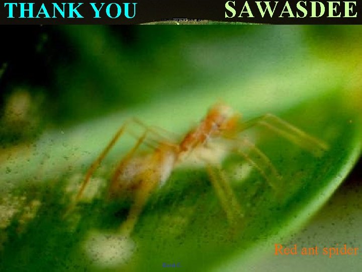 red ant spider: : nest THANK YOU Kosol C. SAWASDEE Red ant spider 