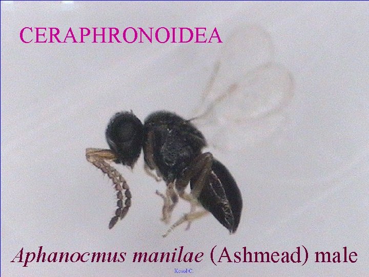 CERAPHRONOIDEA Aphanocmus manilae (Ashmead) male 