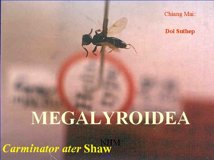 Chiang Mai: Doi Suthep MEGALYROIDEA NHM Carminator ater Shaw 